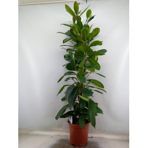 Ficus cyathistipula