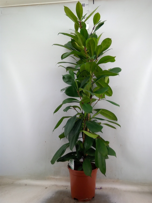 <h4>Ficus cyathistipula</h4>