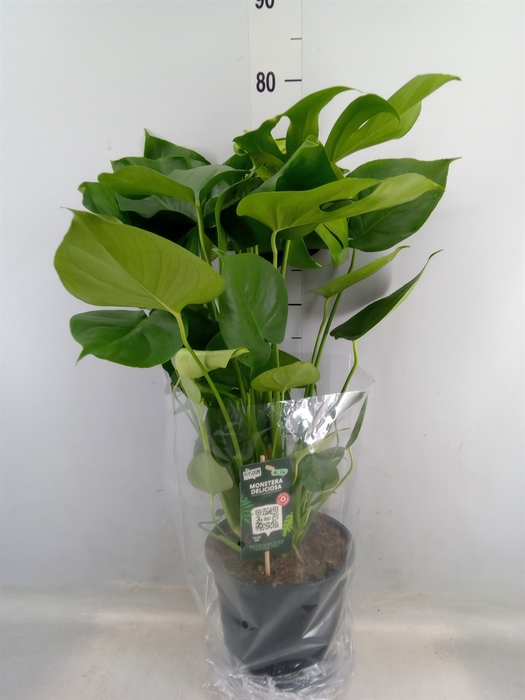 <h4>Monstera delic.</h4>