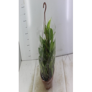 JIBOIA VERDE C21 PENDENTE