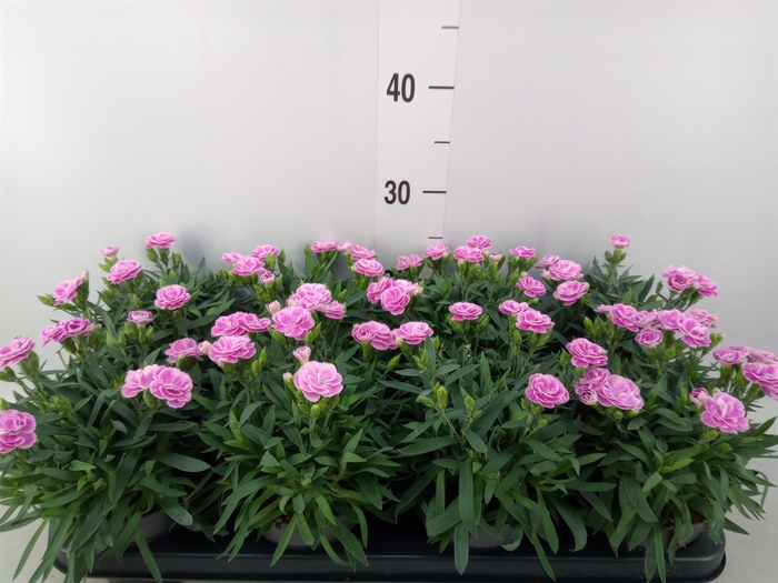 <h4>Dianthus car. 'Peman Fancy Lilac'</h4>
