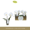 Phalaenopsis wit meer takken
