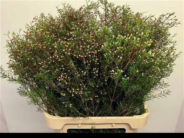 <h4>CHAME UN JUPITER</h4>