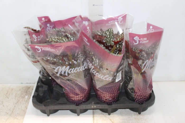 <h4>BEGONIA MACULATA SPOTLIGHT DARK P13</h4>