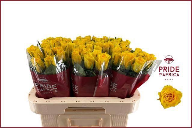 <h4>R Gr Njano!</h4>