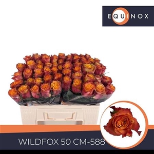 Rosa a grande fleur Wildfox