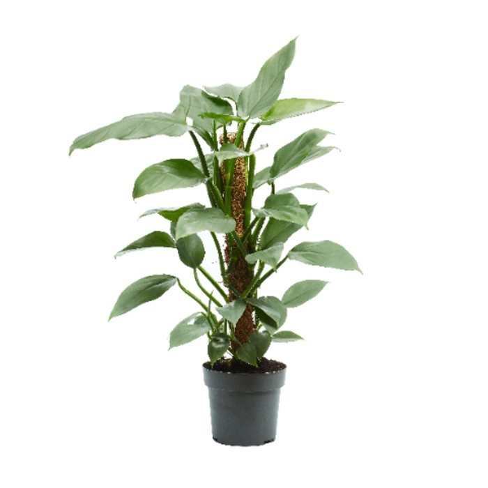 <h4>Philodendron Silver Queen</h4>