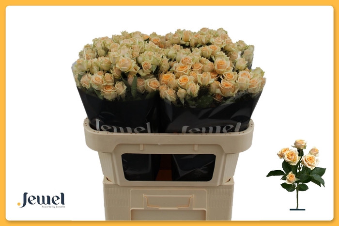 <h4>R TR TRINITY</h4>