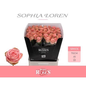 Rozen R GR Sophia Loren 34