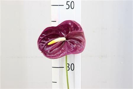 <h4>Anthurium Exclusief Nr 103</h4>