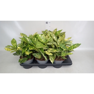 Aucuba japonica   ...