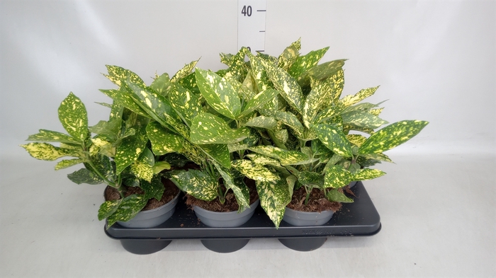 <h4>Aucuba japonica   ...</h4>