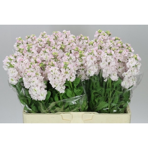 Matthiola Silver