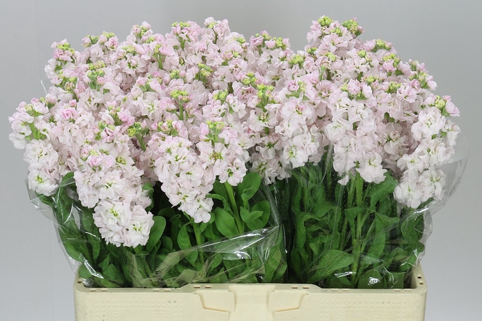 <h4>Matthiola Silver</h4>