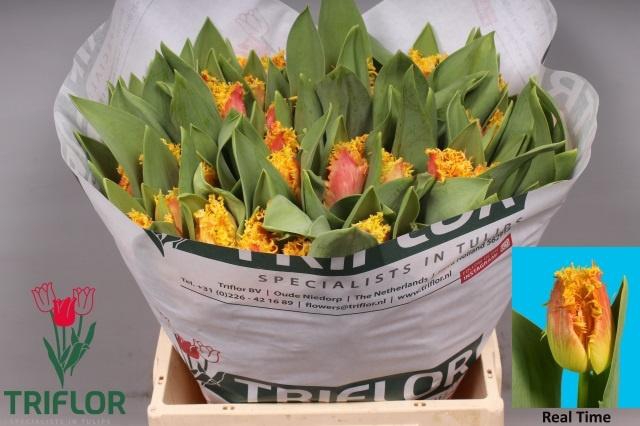 <h4>TU FR REAL TIME</h4>