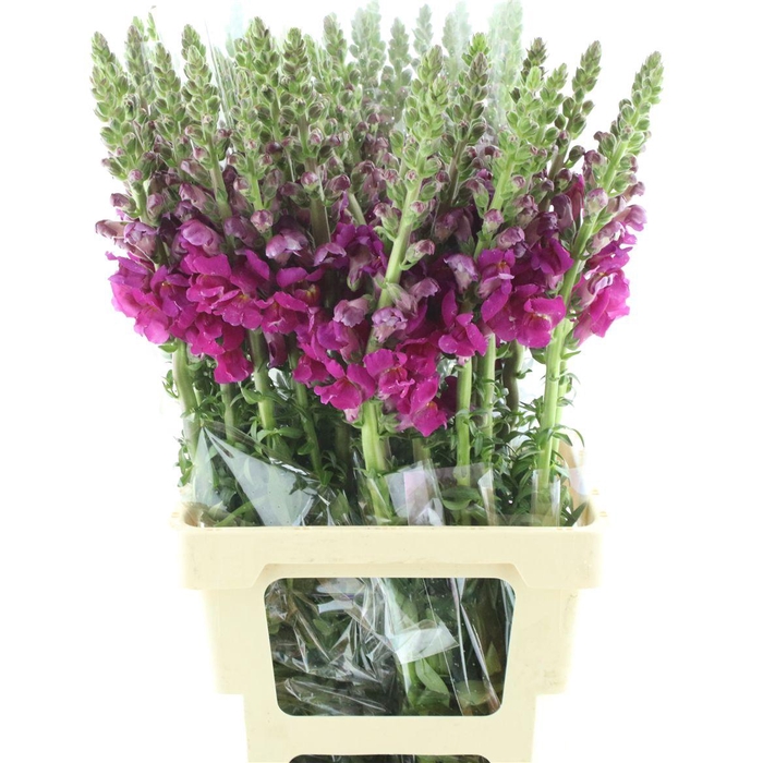 <h4>Antir Op Purple</h4>