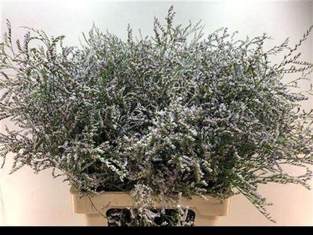 <h4>Lim Saf Lilac</h4>