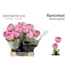 Ranunculus Amandine Marshmallow