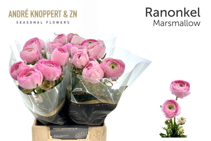 Ranunculus Amandine Marshmallow