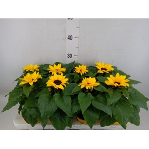 Helianthus an. 'Sunsation'