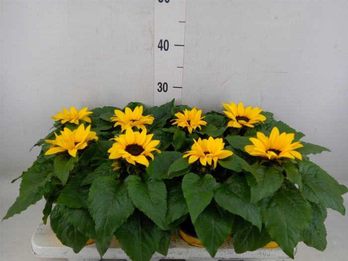<h4>Helianthus an. 'Sunsation'</h4>