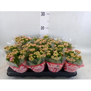 Kalanchoe blos. 'Calandiva Zeta'