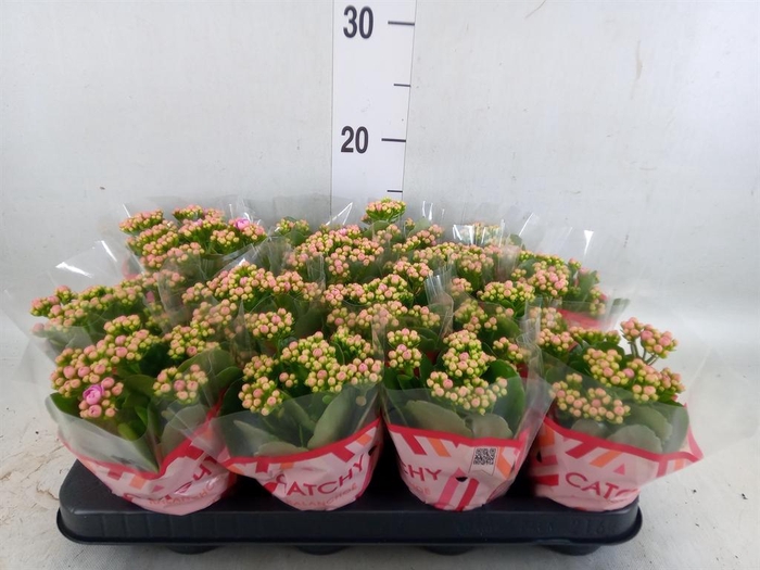 <h4>Kalanchoe blos. 'Calandiva Zeta'</h4>