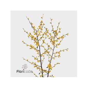 Ilex golden verboom