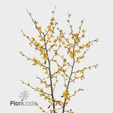 <h4>Ilex golden verboom</h4>