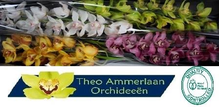 <h4>Gemengd 100</h4>