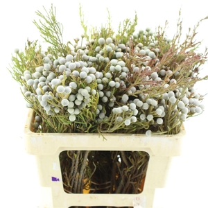 Brunia Noduliflora Spray