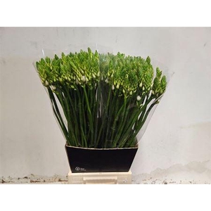 Ornit Thyrsoides 65cm