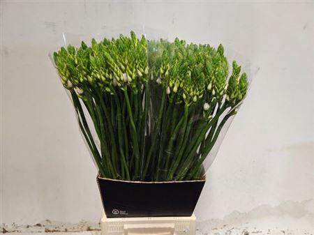 <h4>Ornit Thyrsoides 65cm</h4>