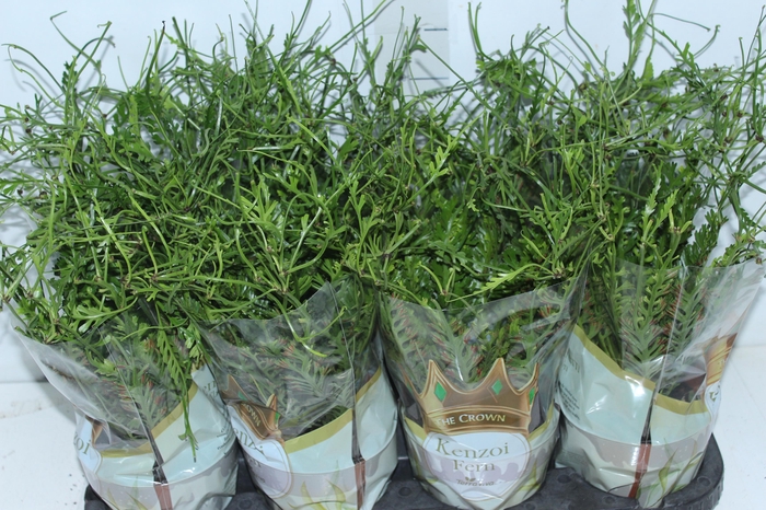 <h4>KENZOI FER P14</h4>