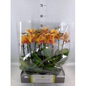 Phalaenopsis   ...orange