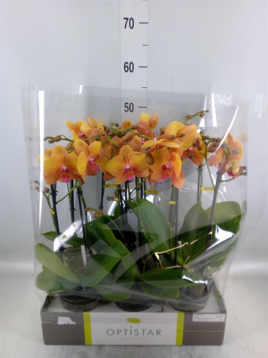 <h4>Phalaenopsis   ...orange</h4>