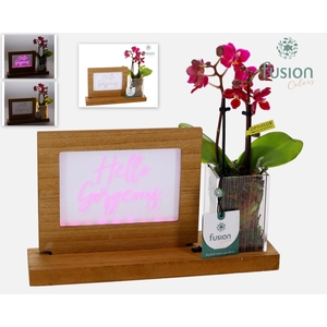 Acryl LED Glow Art Frame natural met Phalaenopsis