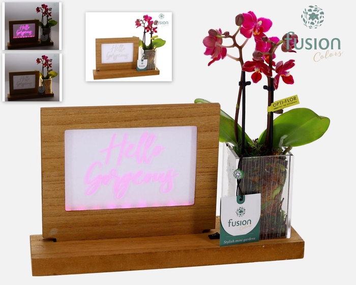 <h4>Acryl LED Glow Art Frame natural met Phalaenopsis</h4>
