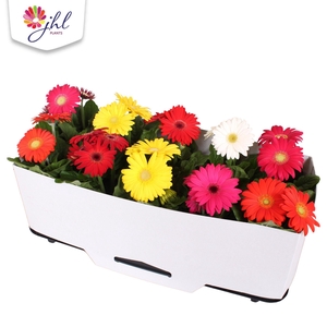 Gerbera in Kartonnen kraag 25-30