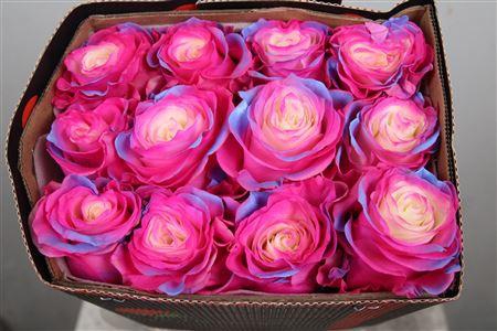 <h4>R Gr Unicorn Ec</h4>