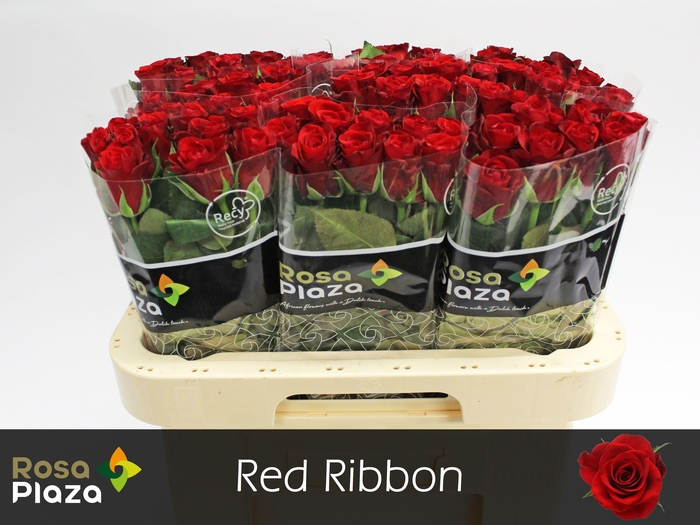 <h4>R Gr Red Ribbon</h4>