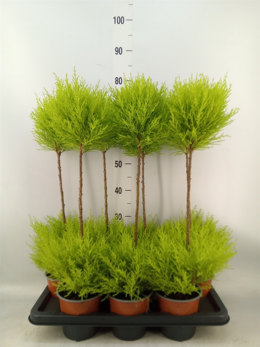 <h4>Cupressus macro. 'Goldcrest' .shape</h4>