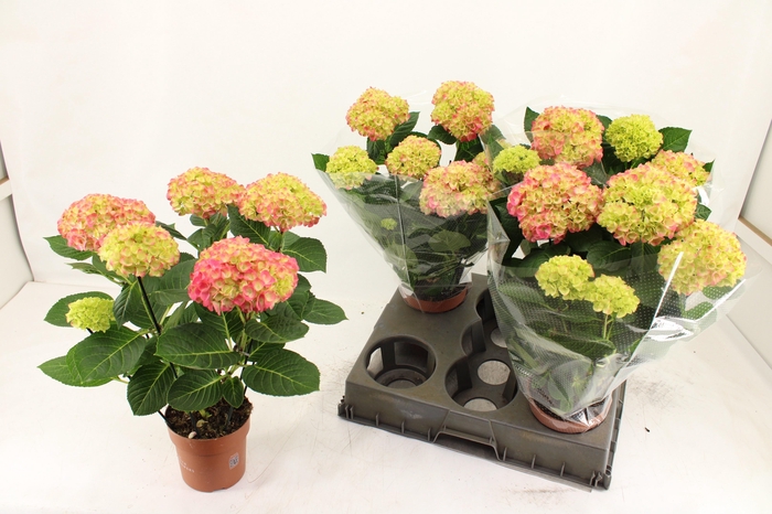 <h4>HYDR M EARLY ROSA</h4>