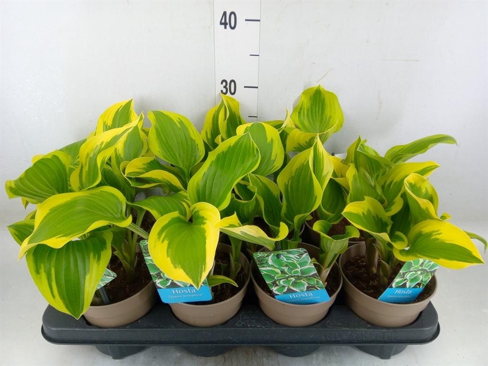 <h4>Hosta   ...</h4>