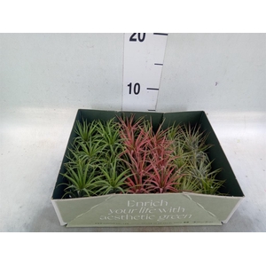 Tillandsia