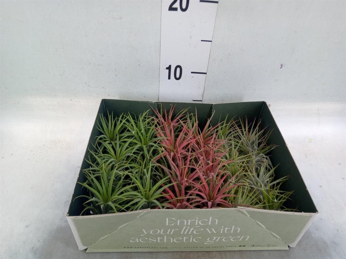 <h4>Tillandsia</h4>