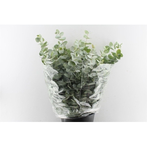 Euca Cinerea 200 Gram Extra Fr