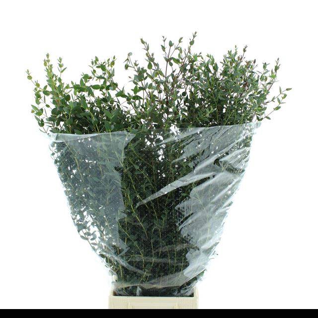 <h4>EUC PARVIFOLIA P BS</h4>