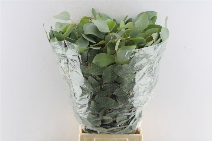 <h4>Euca Populus 300 Gram Extra Pt</h4>