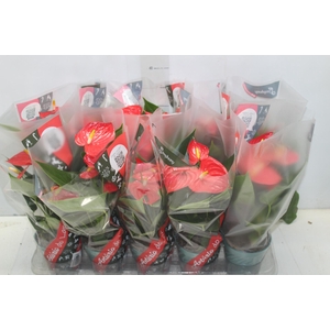 ANTHURIUM ESUDO P12